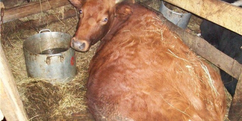 Kako znati kada se krava teli